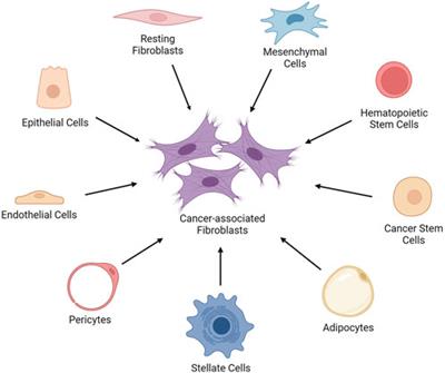 Cancer-associated fibroblasts: protagonists of the tumor microenvironment in gastric cancer